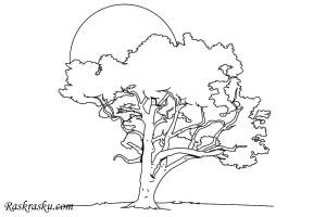 Раскраски липа, Раскраска Липа деревья