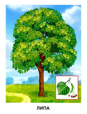 Дерево липа картинки