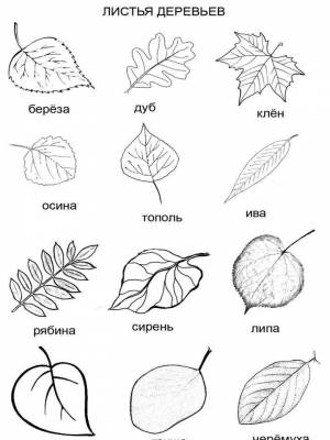 Картинка Листья деревьев  листе  для мальчиков
