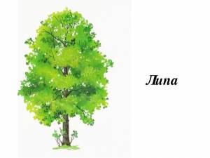 DataLife Engine > Версия для печати > Липа детский рисунок