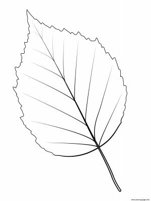 Липа рисунок карандашом