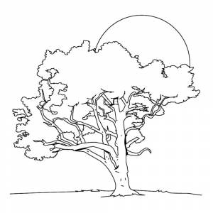 Раскраска Липа