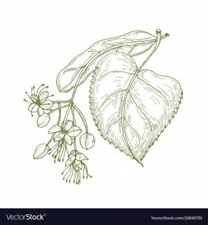 Липа рисунок карандашом