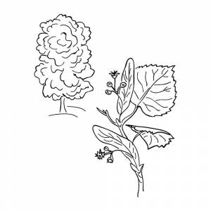 Раскраска Липа