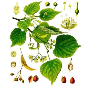 Липы цвет полезные свойства и применение СТАРОСЛАВ