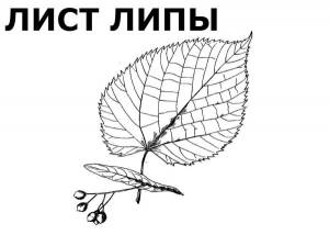 Картинки осенний лист липы для детей