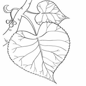 Картинки осенний лист липы для детей