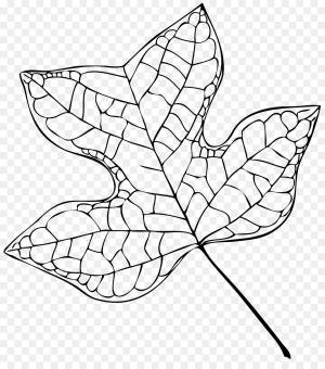 DataLife Engine > Версия для печати > Раскраска липа