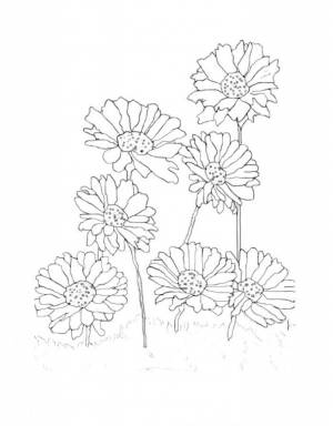 Раскраска гербера
