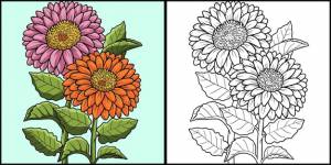 Раскраска цветок герберы цветная иллюстрация
