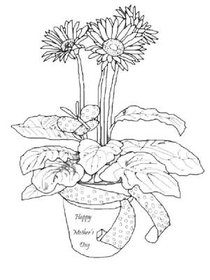 Раскраски Герберы