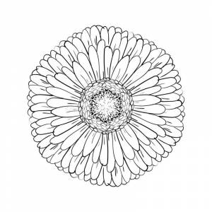 Раскраска Герберы