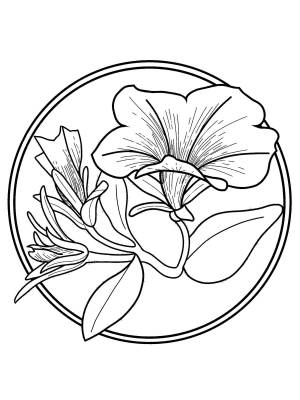 Раскраски Герберы