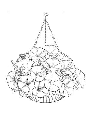 Раскраски Герберы