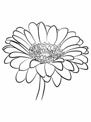 Раскраски Герберы