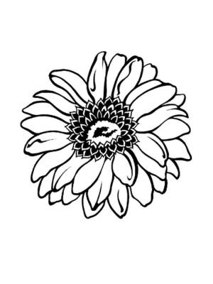Раскраски Герберы
