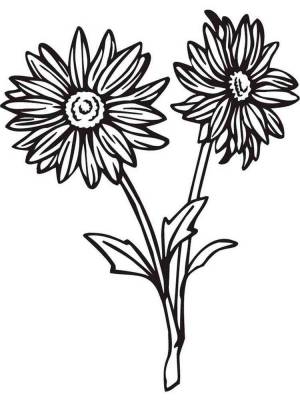 Раскраски Герберы