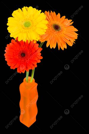 герберы ромашки в оранжевой вазе красные PNG , цвести, ваза, студия PNG рисунок для й загрузки