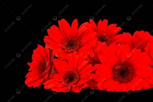 лист цветы герберы PNG , аромат, гербера, завод PNG рисунок для й загрузки
