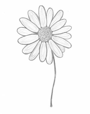 Гербера нарисованная карандашом