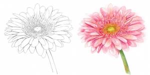 Ручной рисунок цветка герберы тушью и акварелью