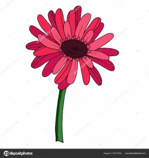 Вектор Гербера цветочный ботанический цветок
