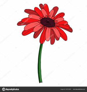 Вектор Гербера цветочный ботанический цветок