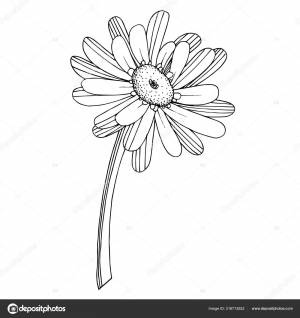 Вектор Гербера цветочный ботанический цветок
