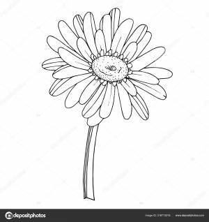 Вектор Гербера цветочный ботанический цветок