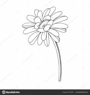 Векторный цветочный ботанический цветок герберы