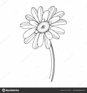 Векторный цветочный ботанический цветок герберы