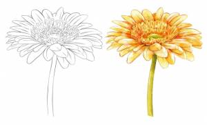 Ручной рисунок цветка герберы тушью и акварелью