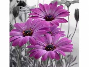 Картина по номерам 30х30 Герберы