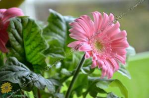 Гербера Джемсона