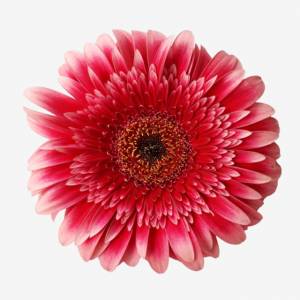 гербера цветок PNG , гербера цветок PNG , цветочный клипарт, цветок PNG картинки и пнг PSD рисунок для й загрузки