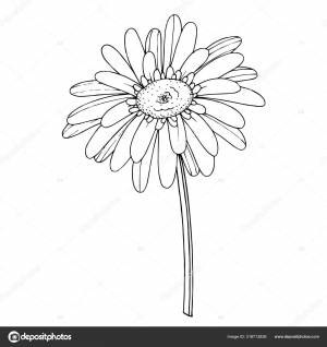 Вектор Гербера цветочный ботанический цветок