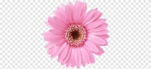 герберы png