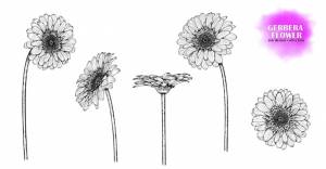 Ручной обращается цветы герберы