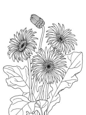 Раскраски Герберы