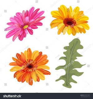 Набор герберы ромашки