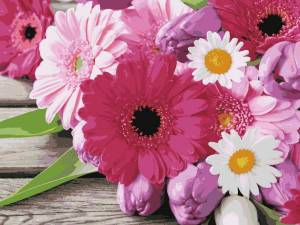 Картина по номерам Hobruk Розовые герберы, на холсте на подрамнике 50х40, раскраска по номерам, цветы