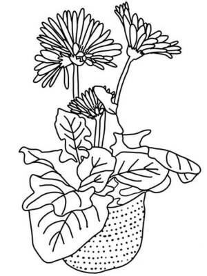 Раскраски Герберы