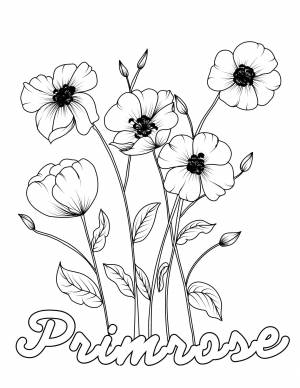 Раскраски цветов