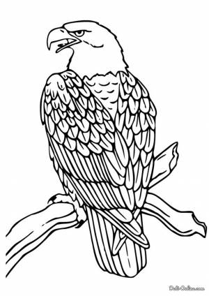 Раскраска Орел на ветке