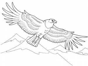 Раскраски орел раскраска