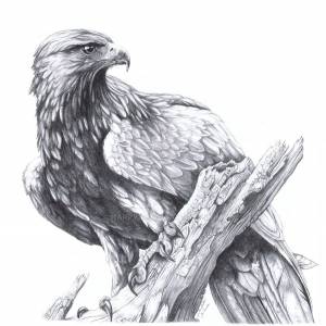 Беркут скетч