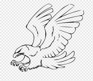 Рисунок белоголового орлана Эскиз, орел, угол, белый, карандаш png