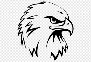 Рисунок белоголового орлана орел спорт, орел, карандаш, животные, позвоночные png