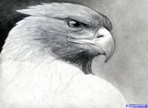 Степной орел рисунок карандашом