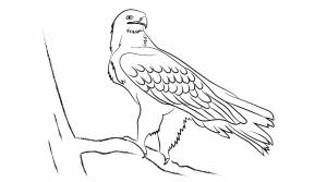 Степной орел рисунок карандашом